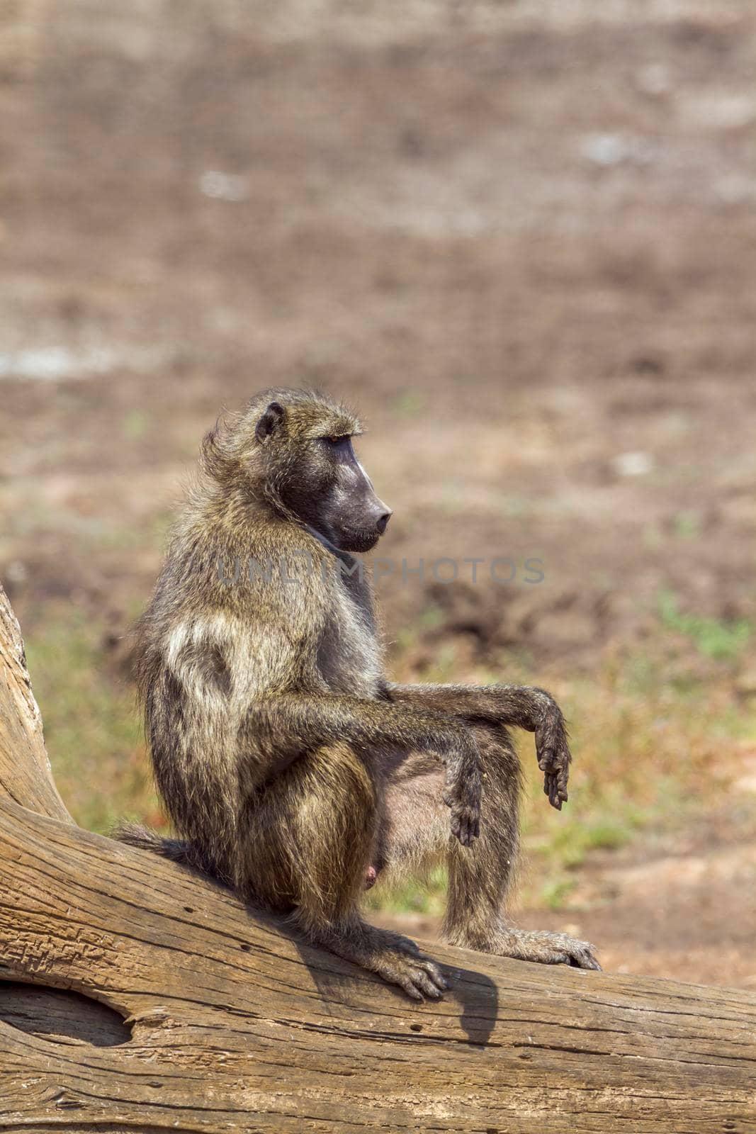 Chacma baboon in Kruger National park, South Africa by PACOCOMO