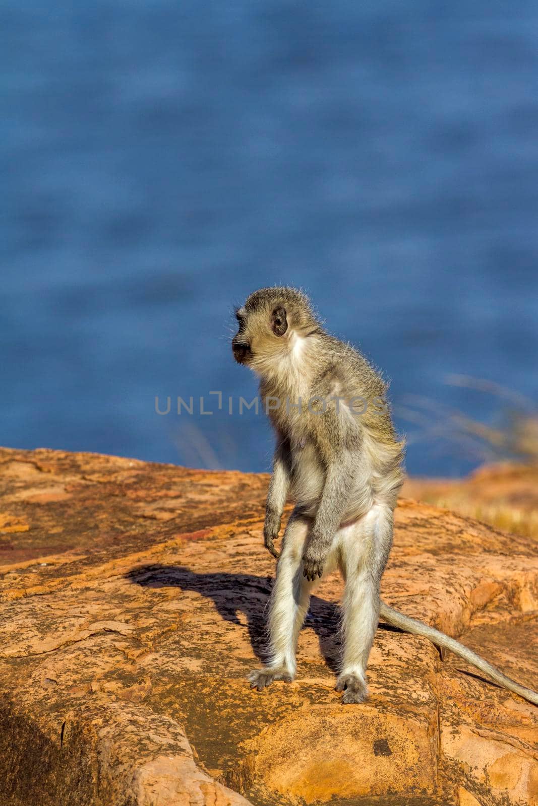 Vervet monkey in Kruger National park, South Africa by PACOCOMO