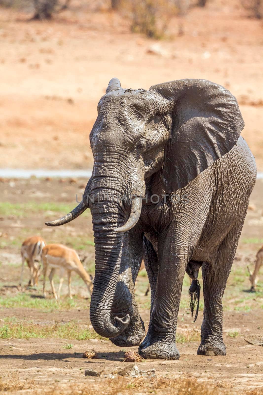 Specie Loxodonta africana family of Elephantidae