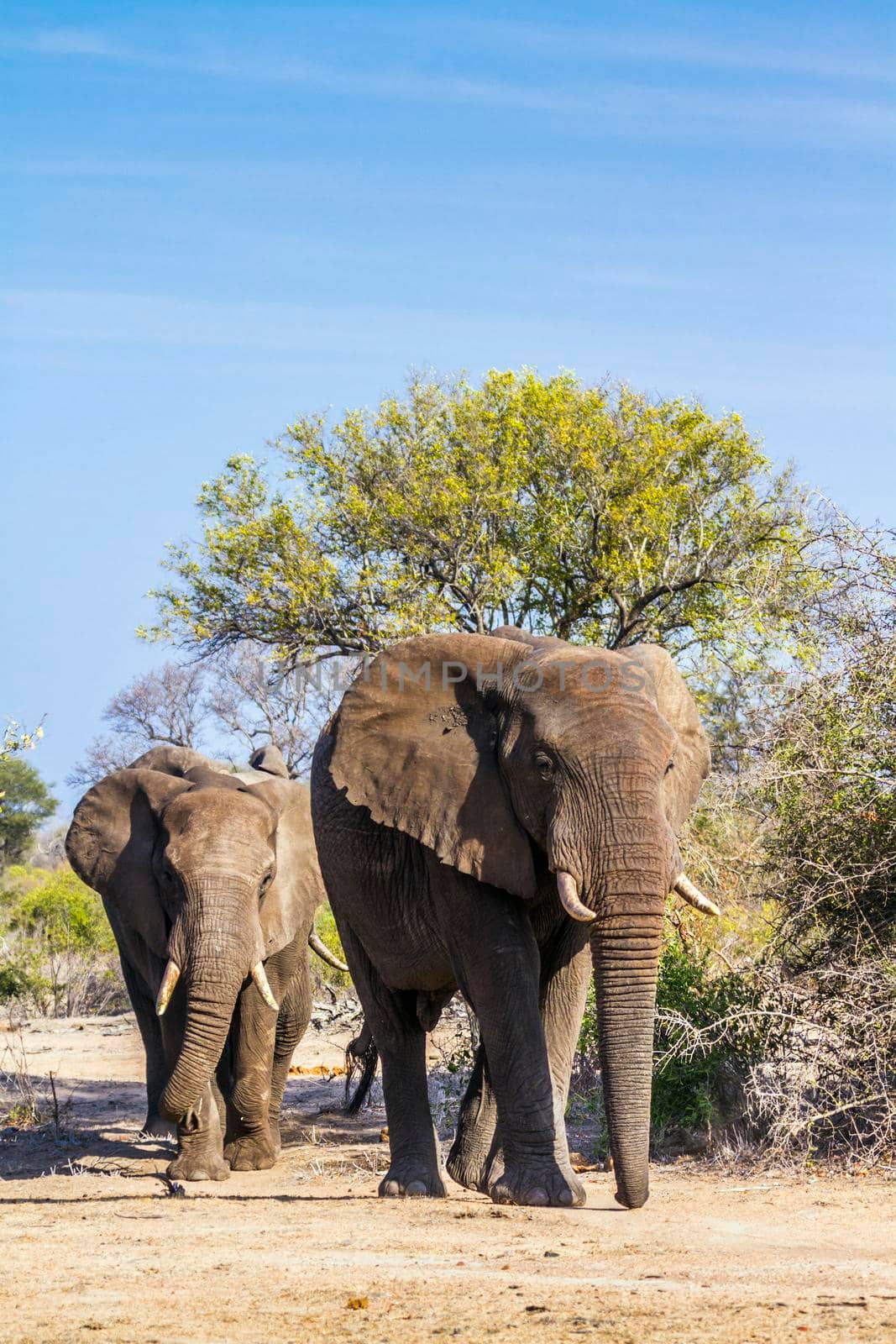 Specie Loxodonta africana family of Elephantidae