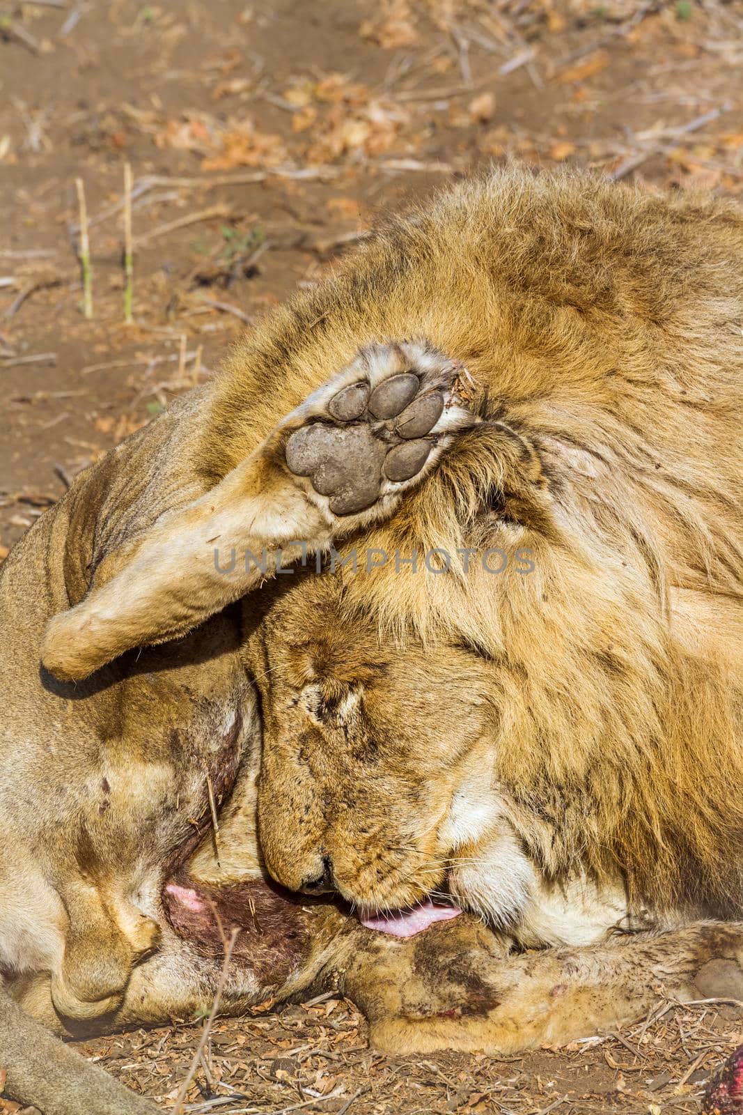 African lion in Kruger National park, South Africa by PACOCOMO