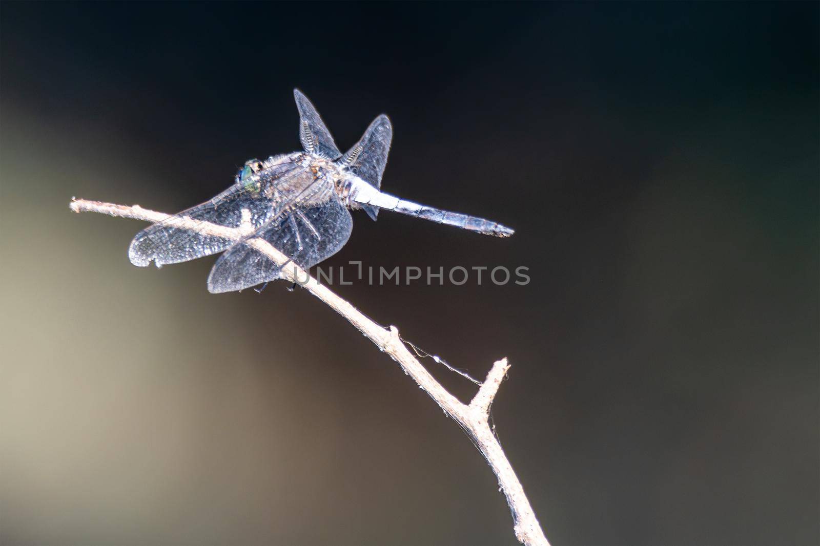 resting on a branch by the lake by carfedeph