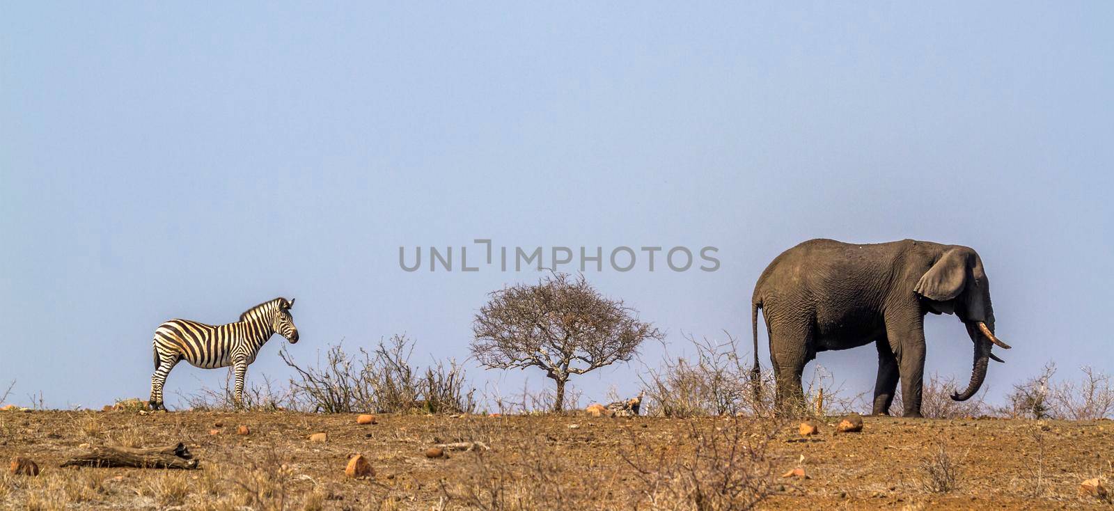Plains zebra and African bush elephant in Kruger National park, South Africa by PACOCOMO
