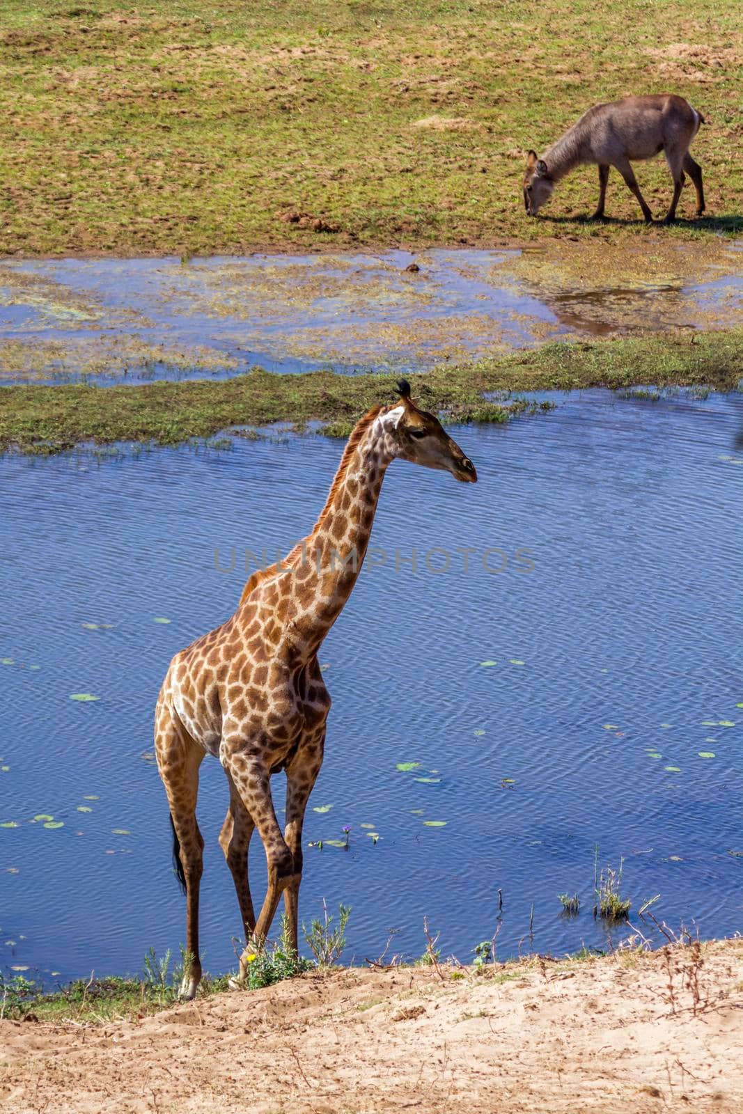 Specie Giraffa camelopardalis family of 