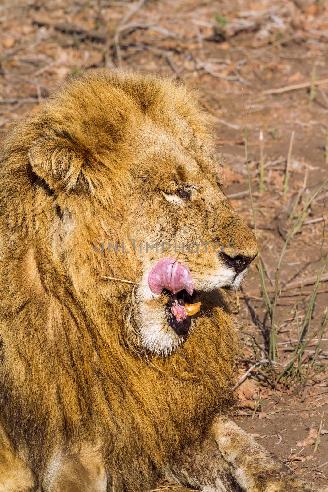 African lion in Kruger National park, South Africa by PACOCOMO