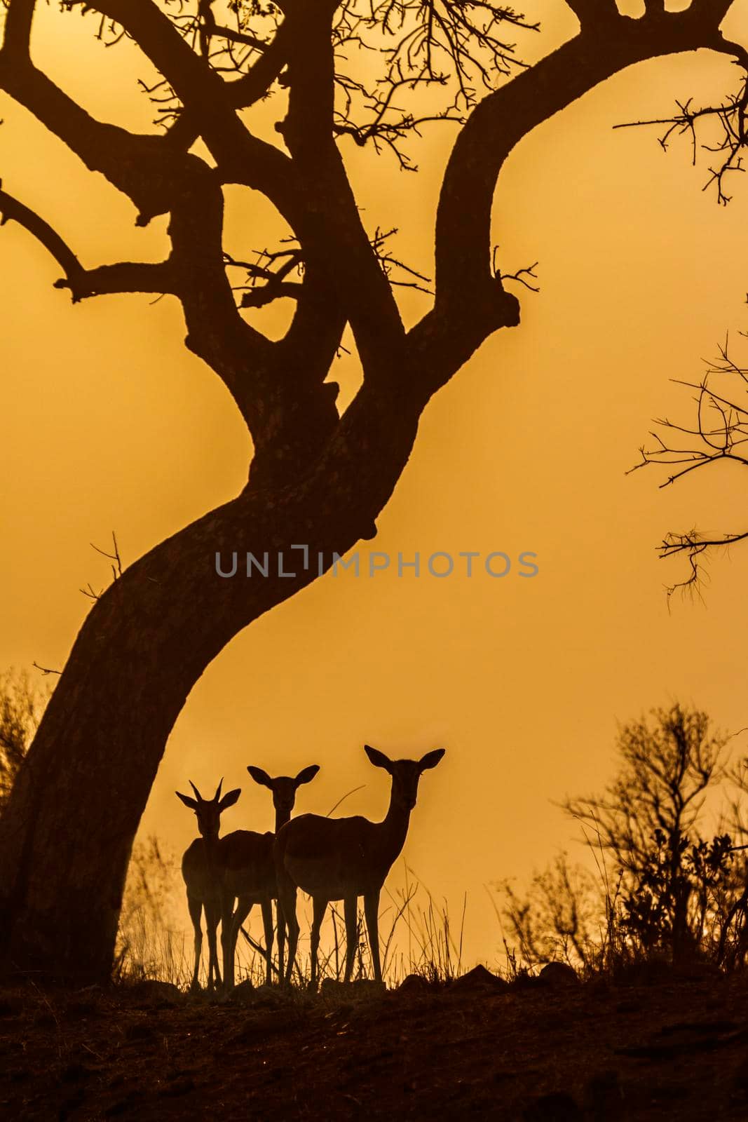 Common Impala in Kruger National park, South Africa by PACOCOMO