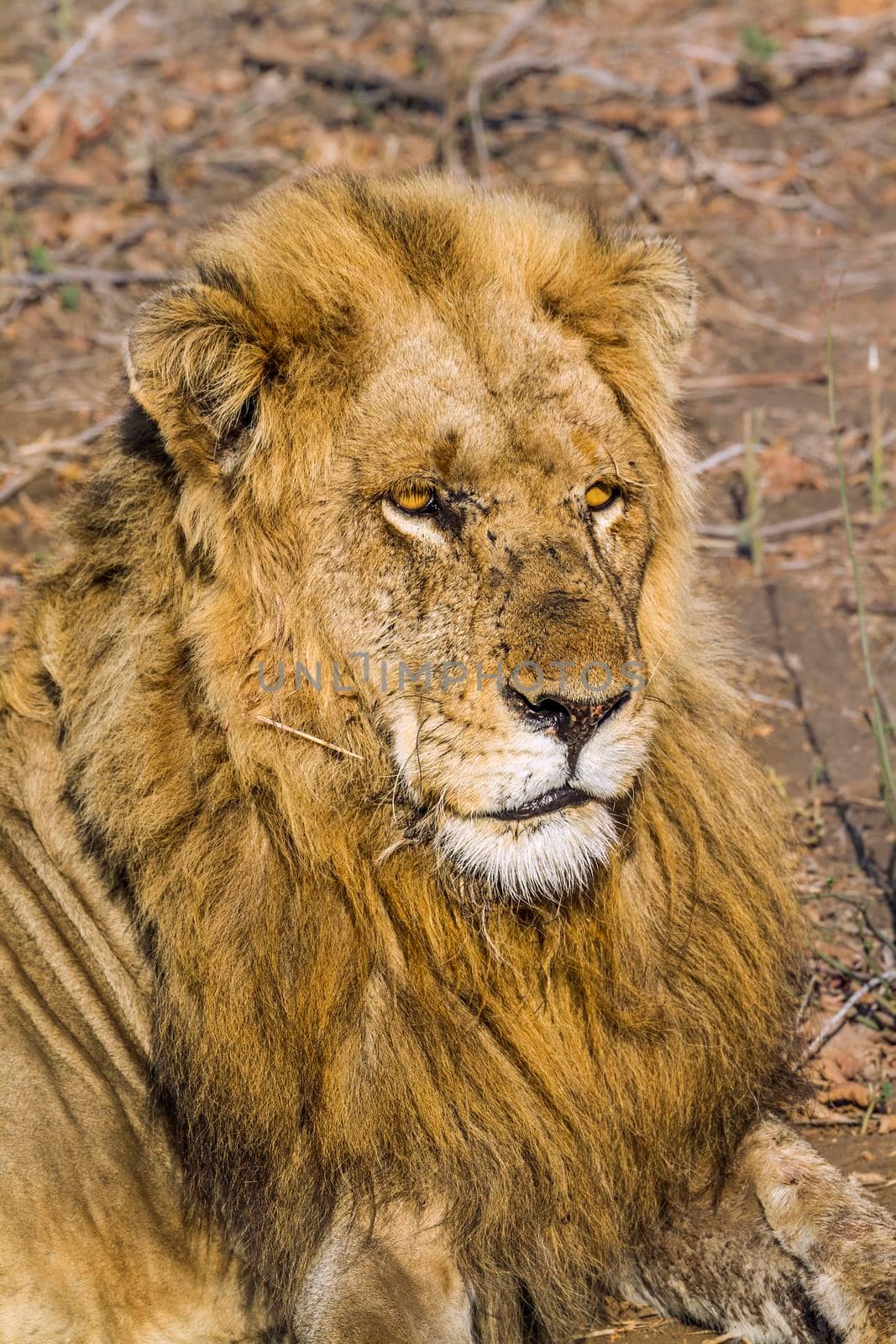 African lion in Kruger National park, South Africa by PACOCOMO