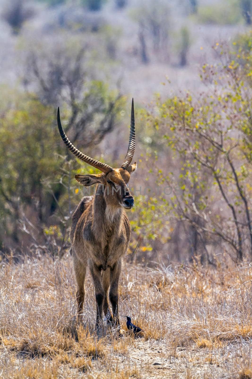 Common Waterbuck in Kruger National park, South Africa by PACOCOMO