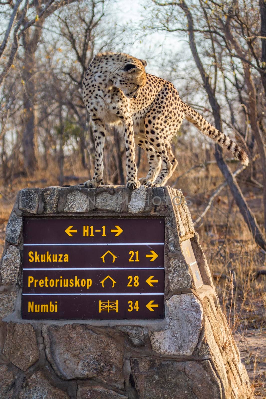 Specie Acinonyx jubatus family of Felidae