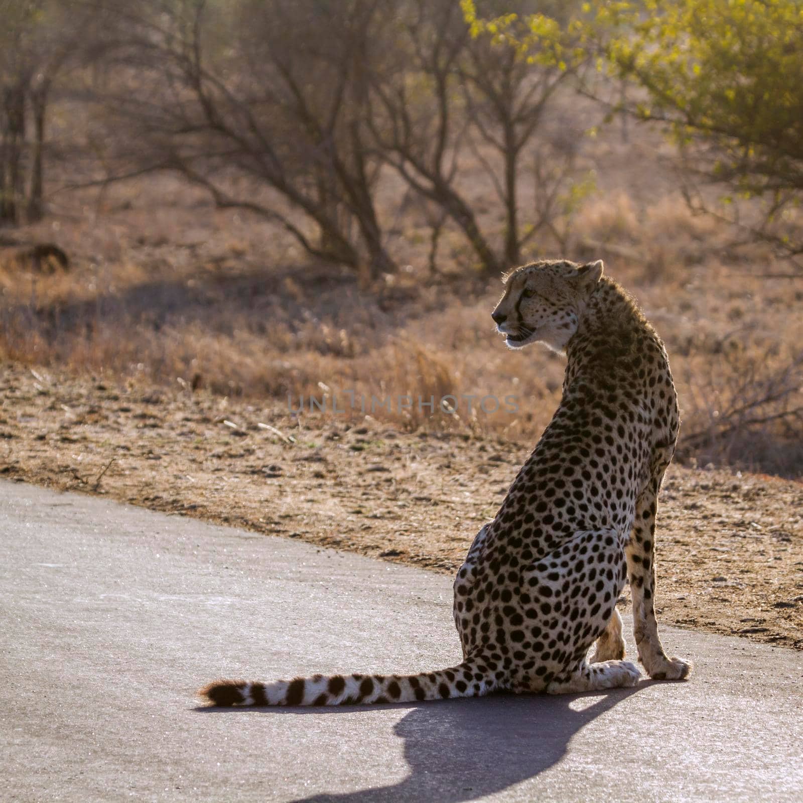 Specie Acinonyx jubatus family of felidae