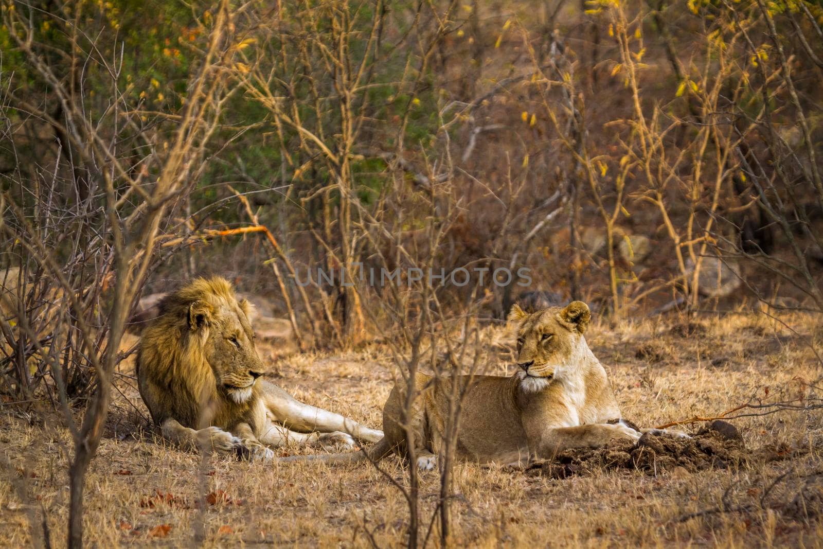 Specie Panthera leo family of felidae