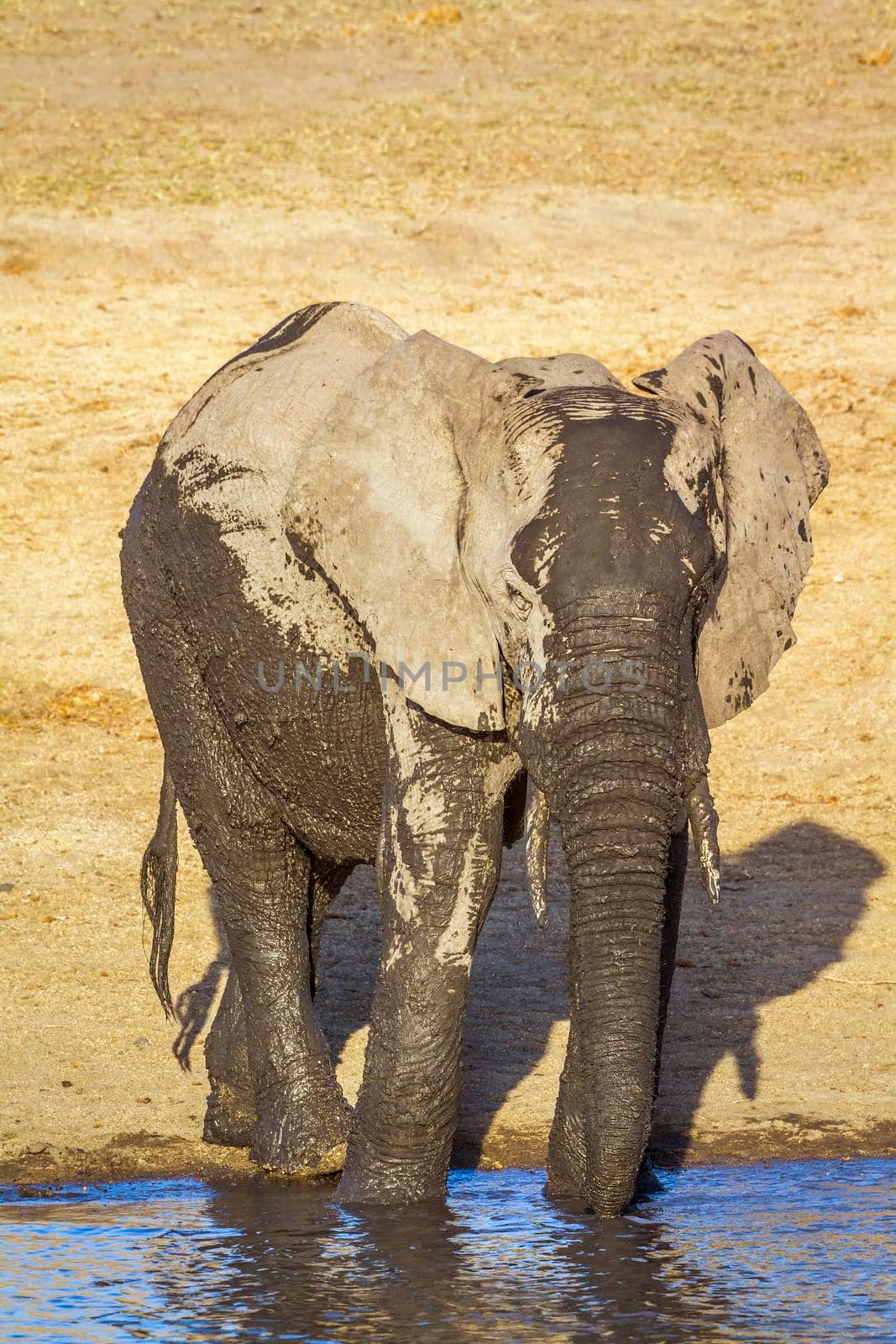 Specie Loxodonta africana family of Elephantidae