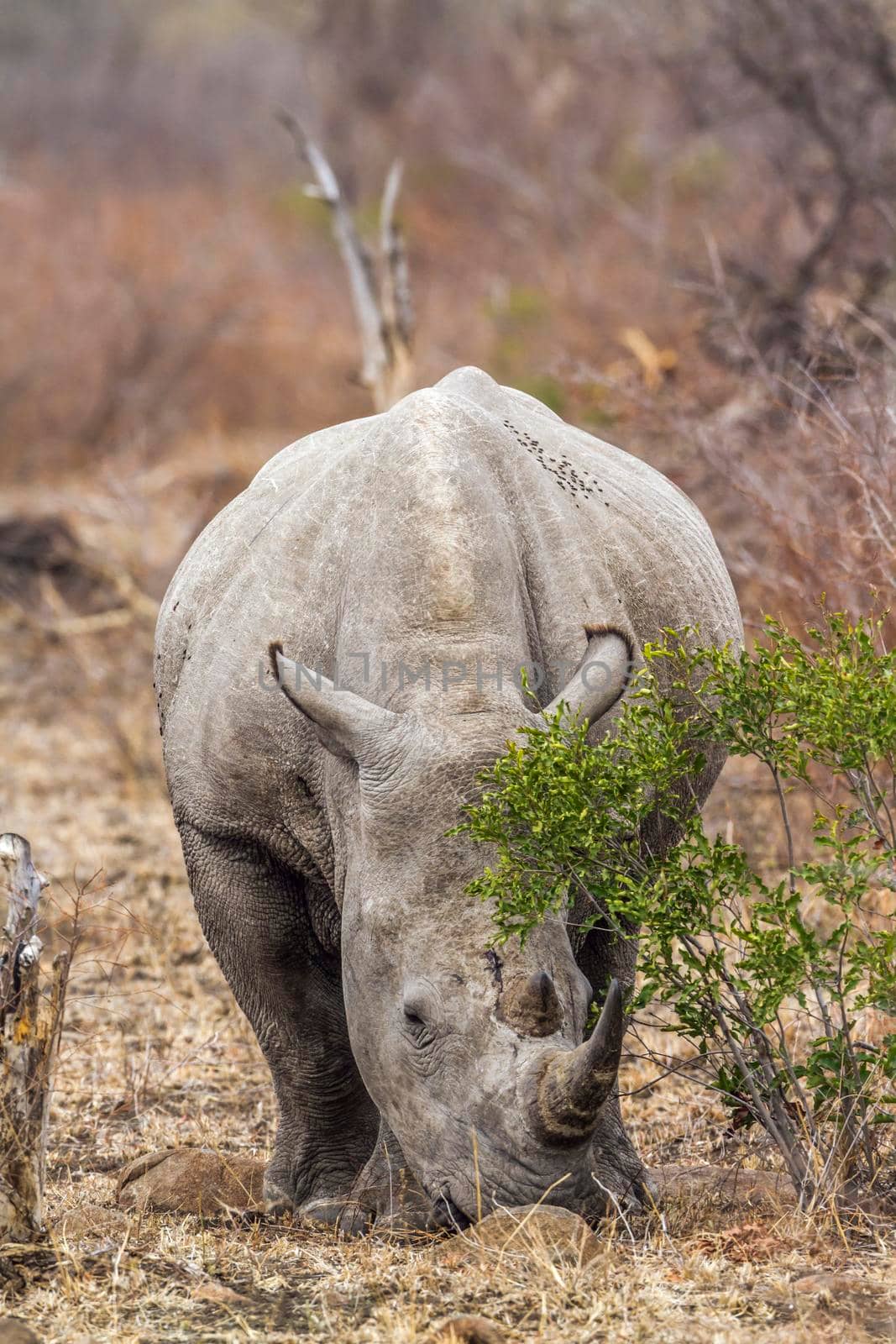 Specie Ceratotherium simum simum family of Rhinocerotidae