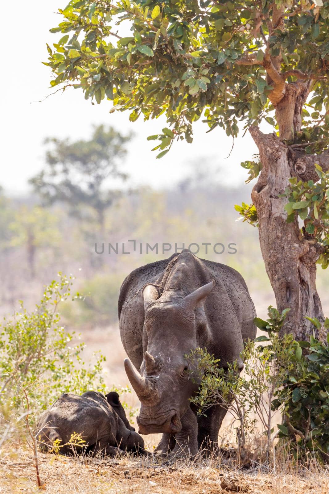 Specie Ceratotherium simum simum family of Rhinocerotidae