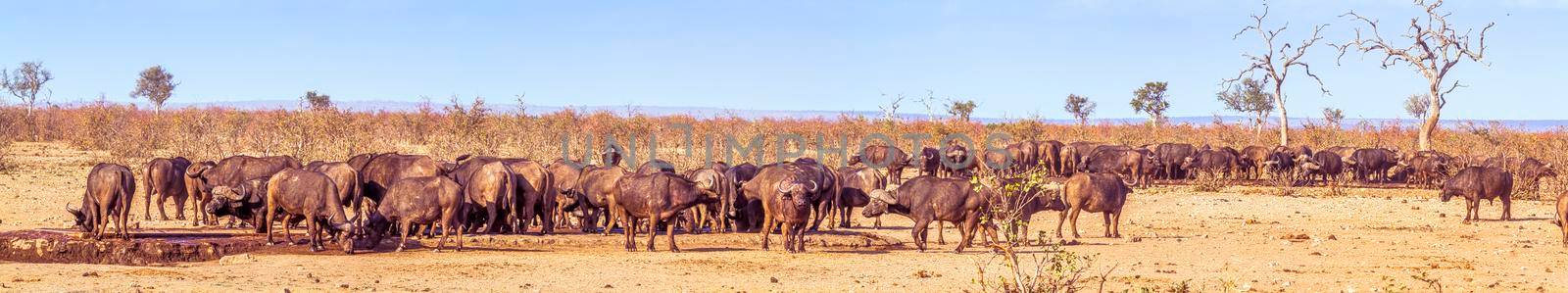 African buffalo in Kruger National park, South Africa by PACOCOMO