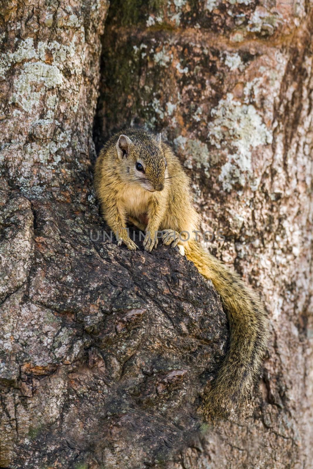 Smith bush squirrel in Kruger National park, South Africa by PACOCOMO