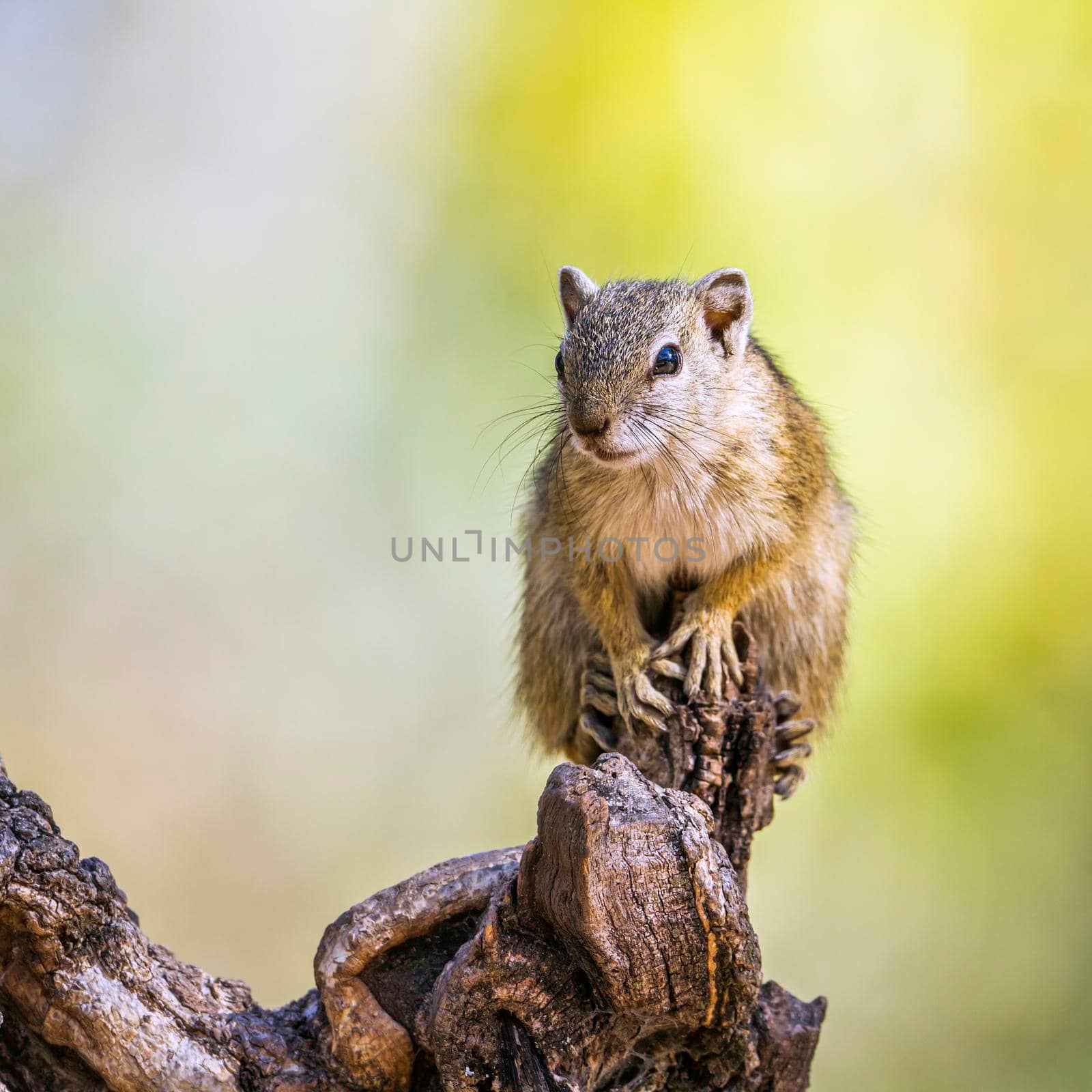Smith bush squirrel in Kruger National park, South Africa by PACOCOMO