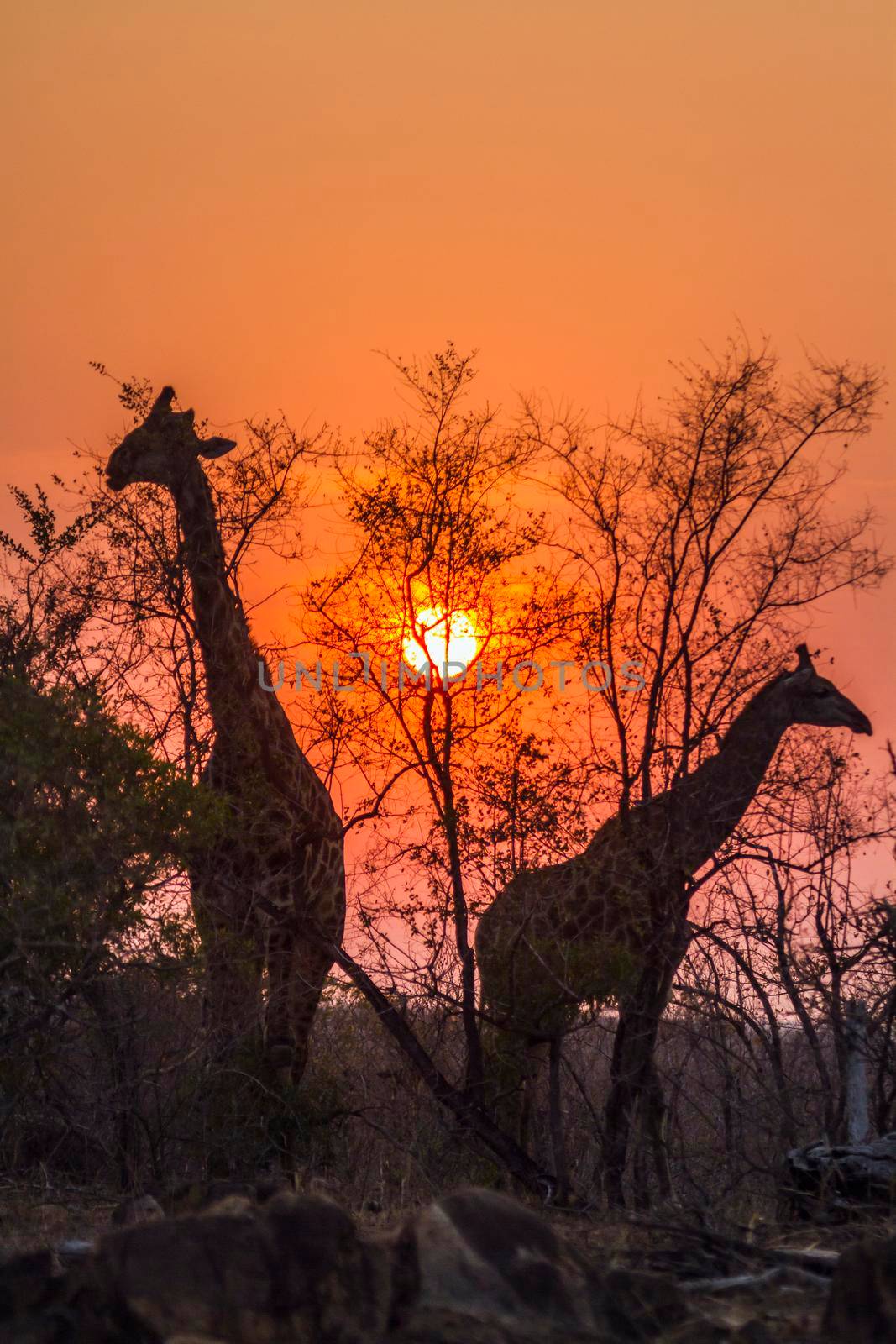 Giraffe in Kruger National park, South Africa by PACOCOMO