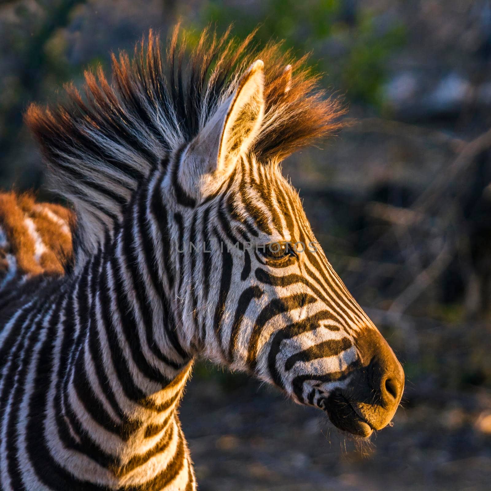 Plains zebra in Kruger National park, South Africa by PACOCOMO