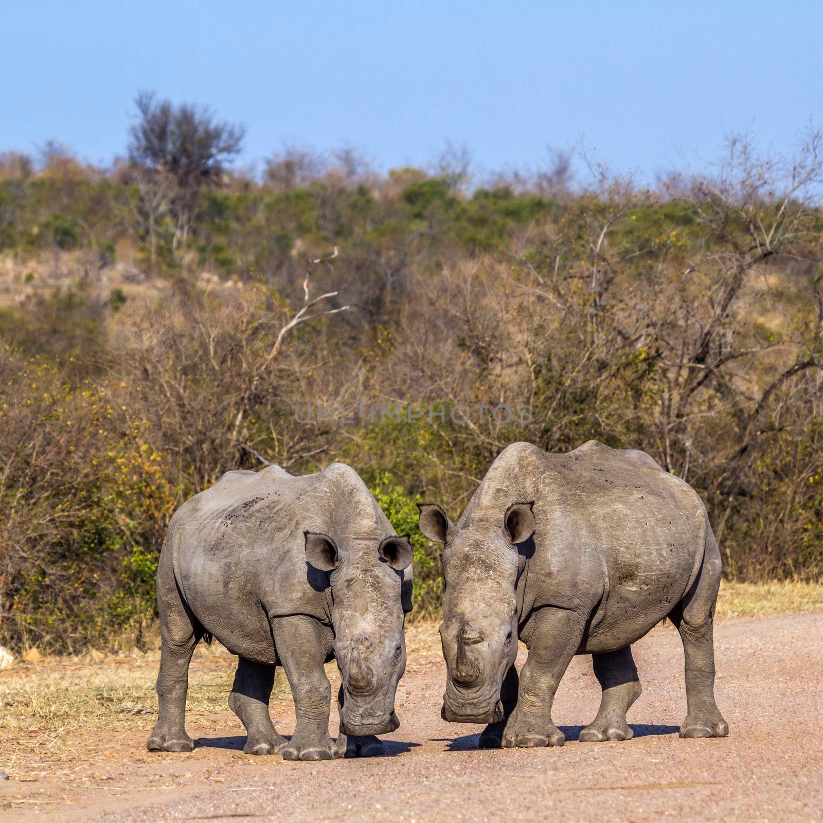 Specie Ceratotherium simum simum family of Rhinocerotidae