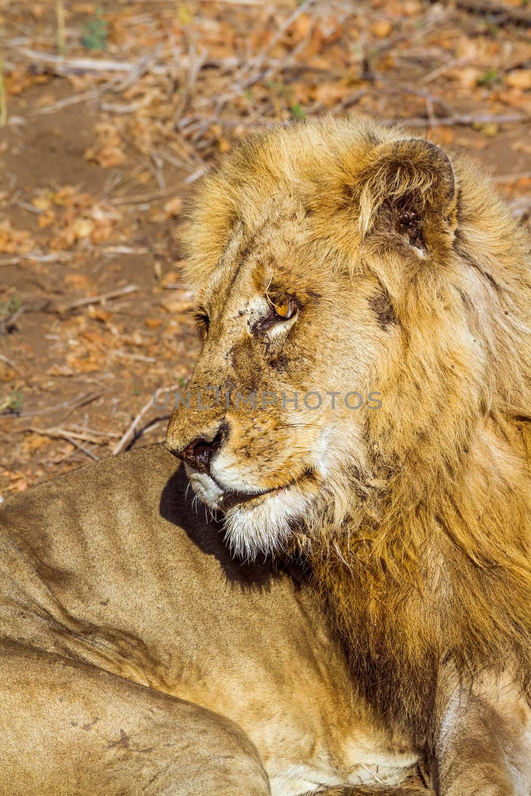 African lion in Kruger National park, South Africa by PACOCOMO