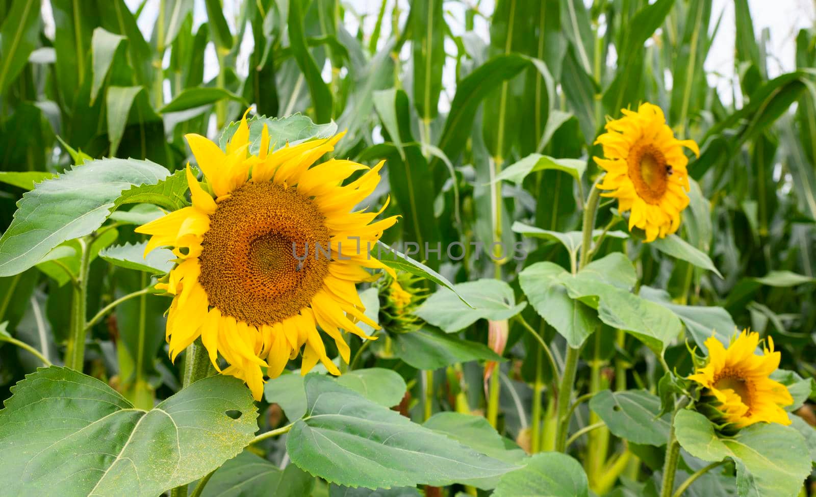 field with sunflowers and a bee on one of them