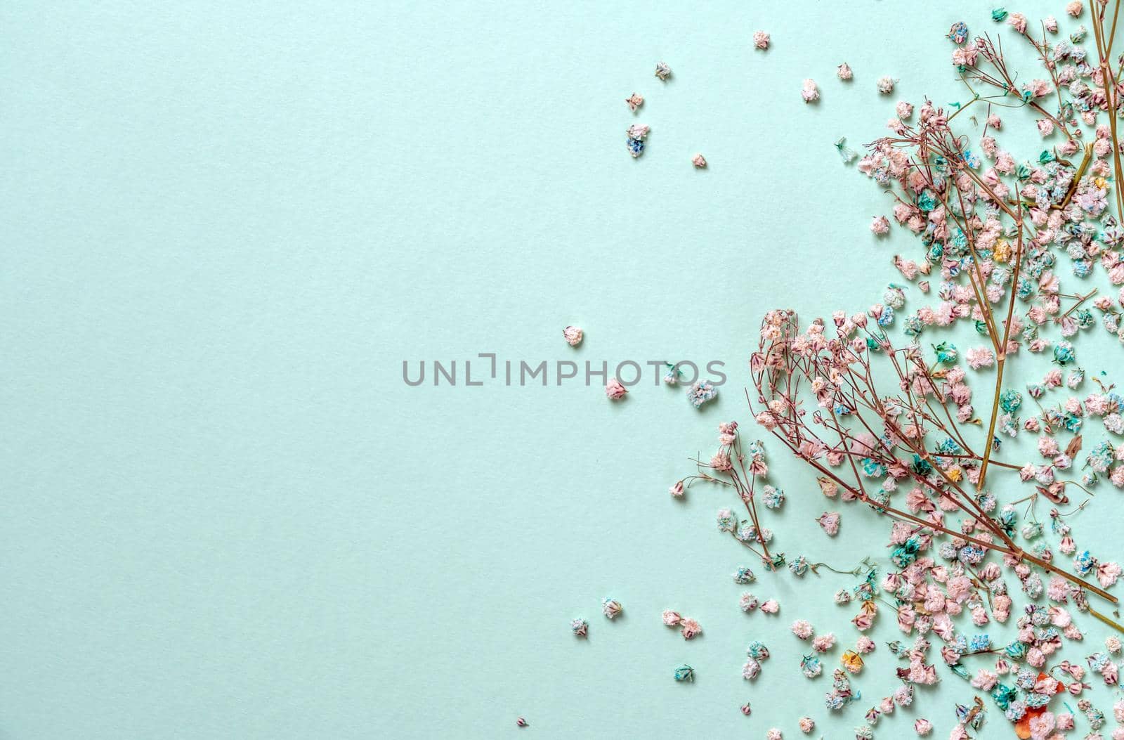 gypsophila flowers with copy space on light green background, flat lay by Mariakray
