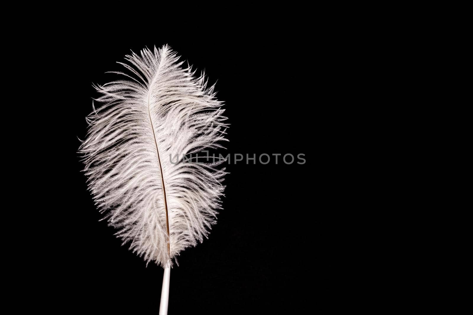 White fluffy feather pen on black paper background by Mariakray