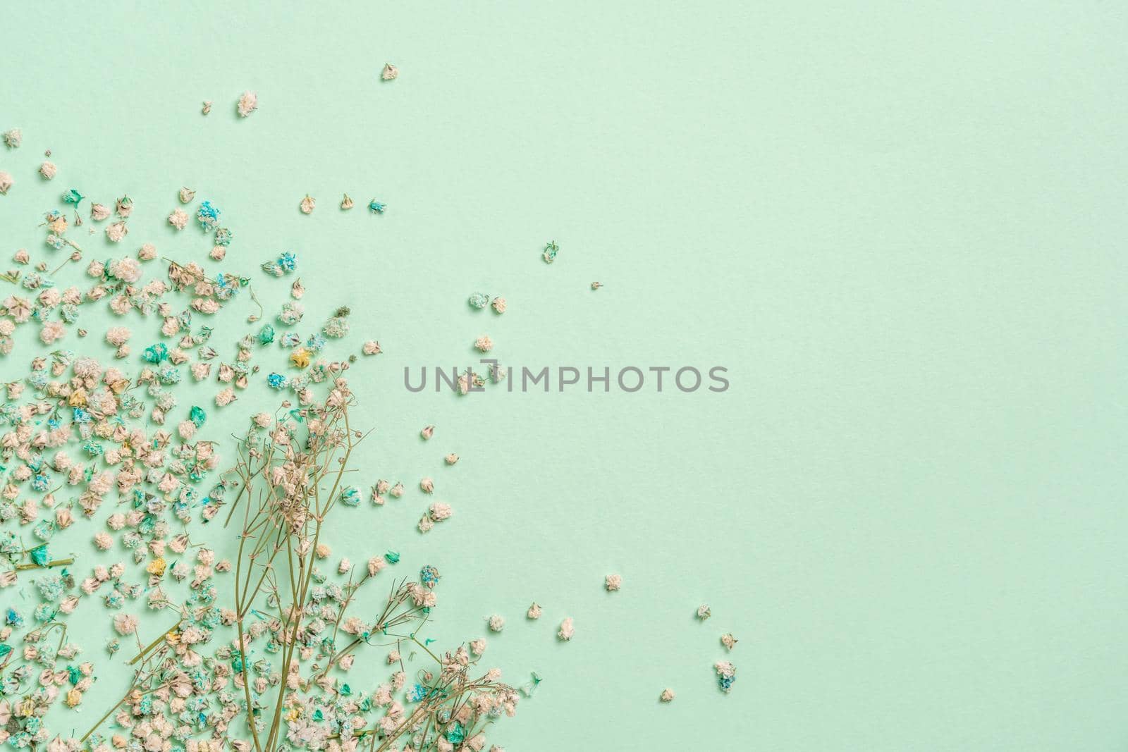 Decoration with gypsophila flowers with copy space on light green background, flat lay by Mariakray
