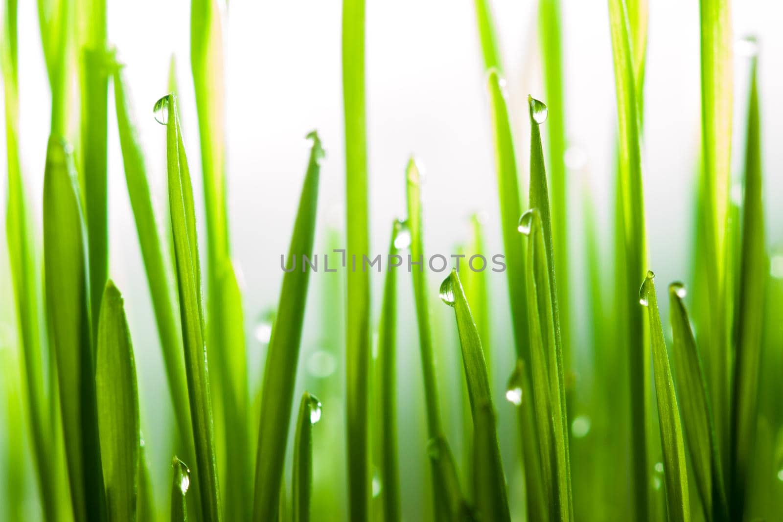 Fresh green grass after rain close up shot with blurry white background and selective focus