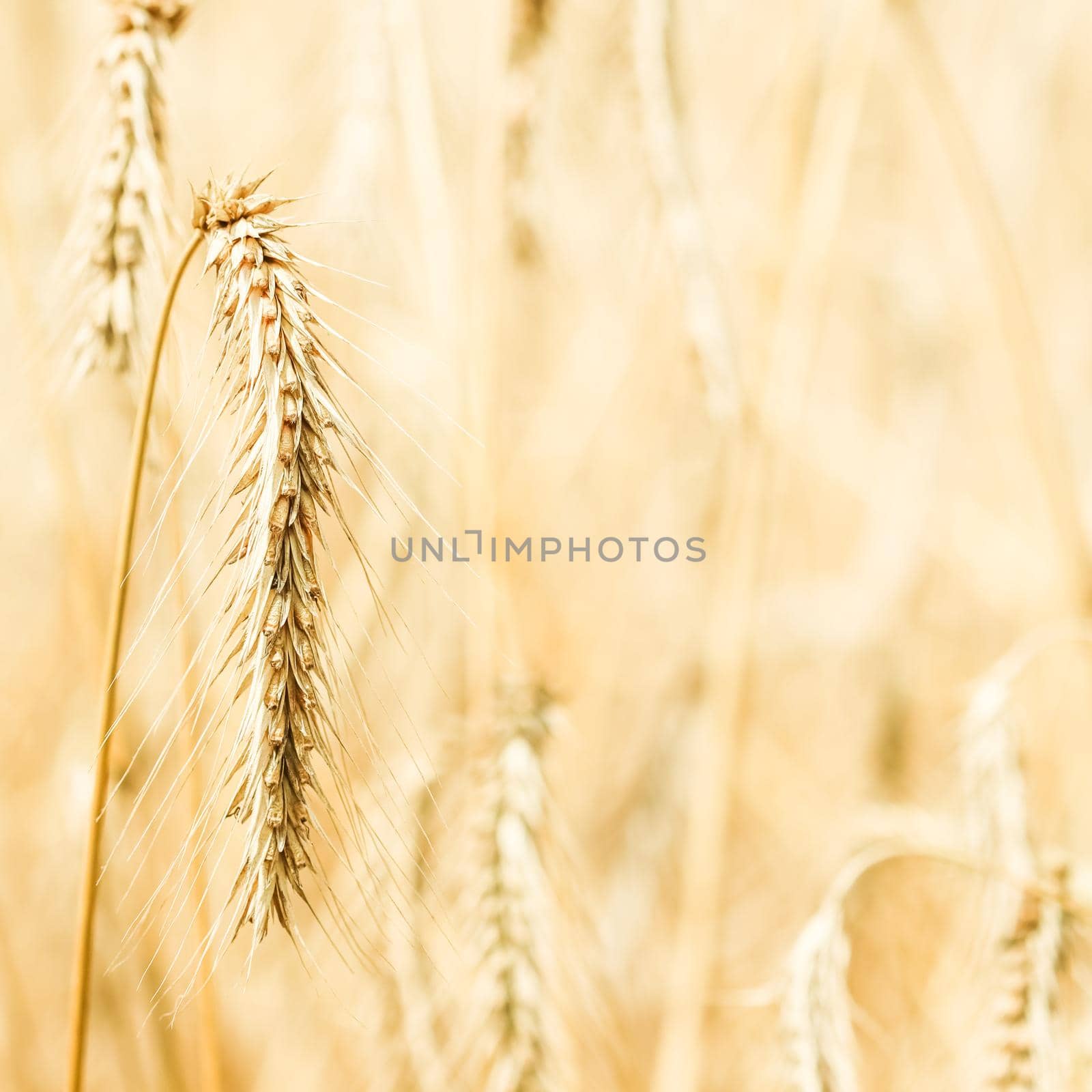 Dry ripe rye spicas of meadow field. Rural scenery, natural background. Agriculture, harvest concept. by Olayola