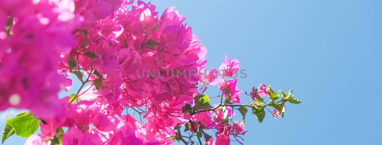 Pink flowers and blue sunny sky - floral background, spring holidays and womens day concept. Living life in bloom