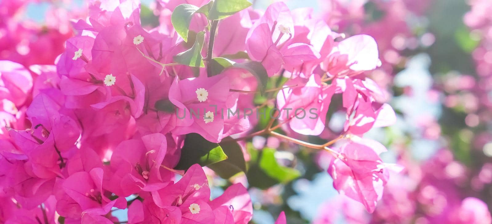 Pink flowers and blue sunny sky - floral background, spring holidays and womens day concept. Living life in bloom