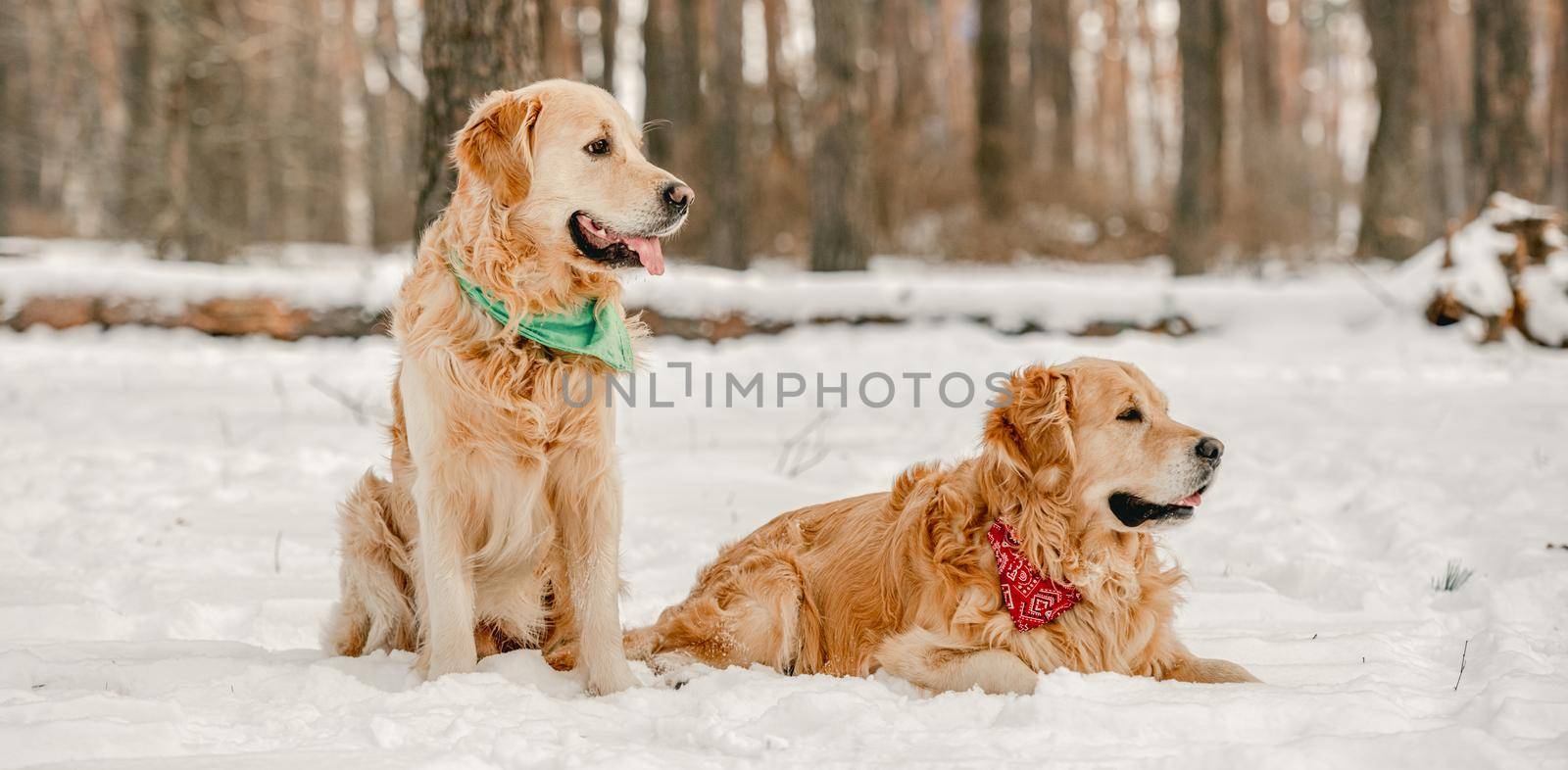 Golden retriever dogs sitting in winter time in snow and enjoying walk together. Adorable purebred doggy pet labradors in cold weather at nature