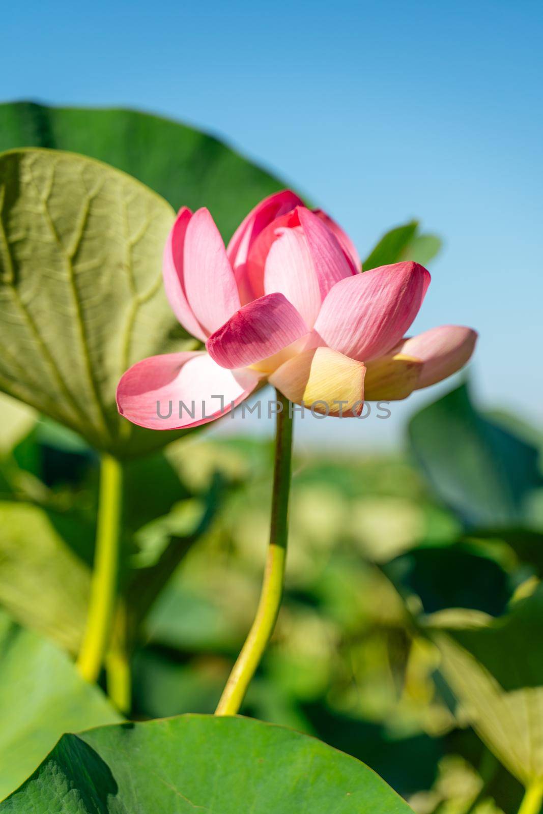 A pink lotus flower sways in the wind. Against the background of their green leaves. Lotus field on the lake in natural environment. by Matiunina