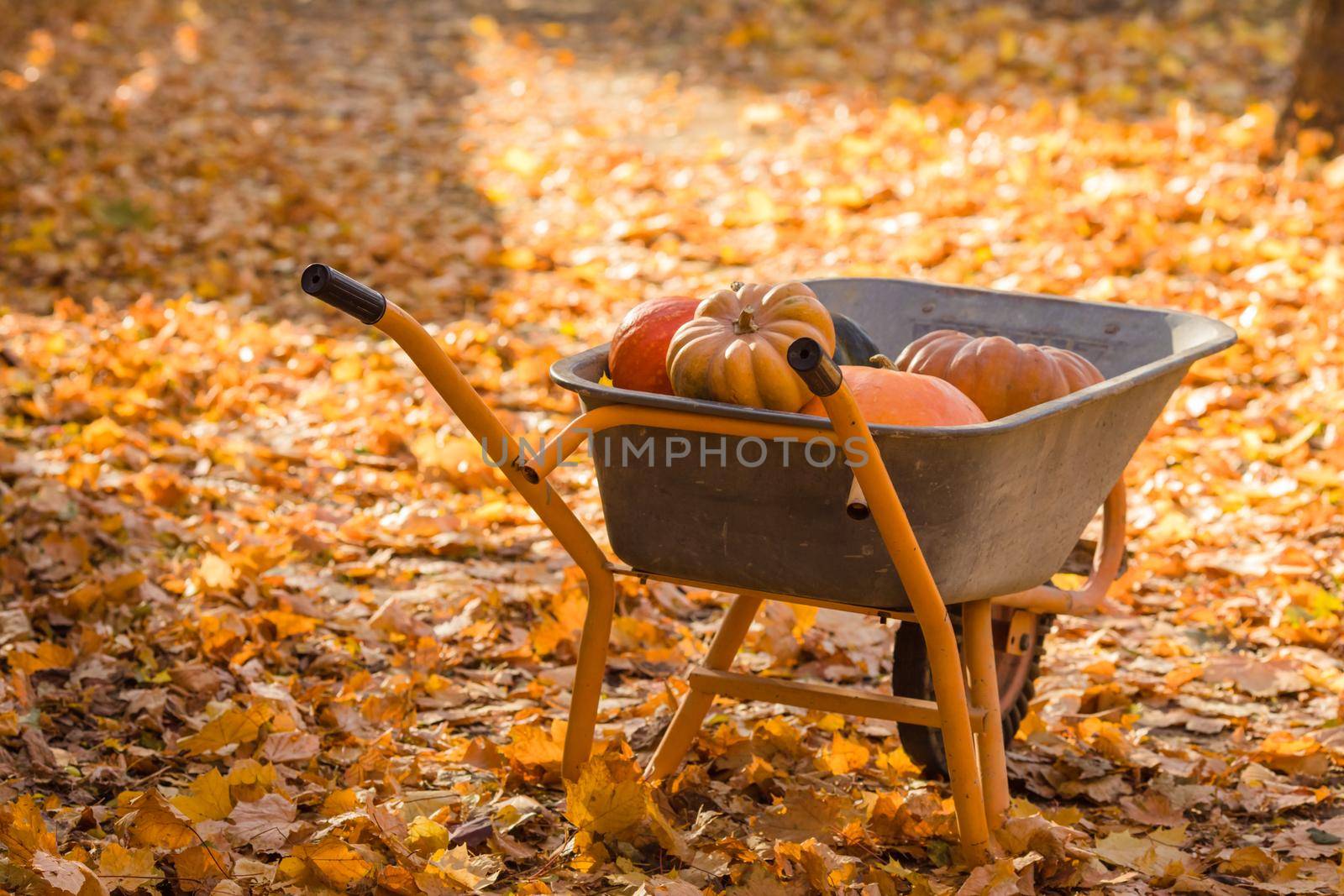 Orange pumpkins in the wheelbarrow stying on the autumnal maple leaves. by oksix