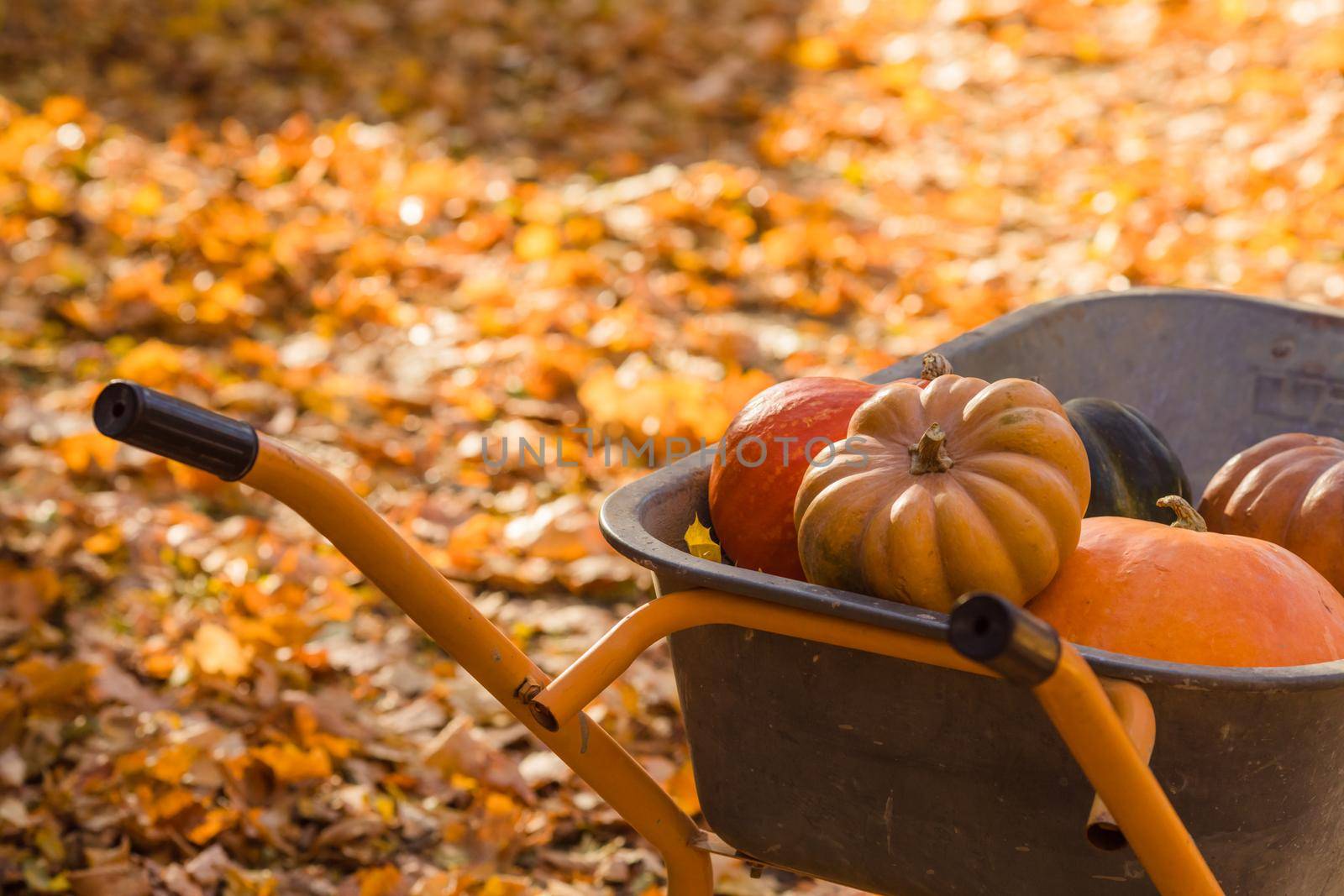 Orange pumpkins in the wheelbarrow stying on the autumnal maple leaves. Autumn or Halloween concept