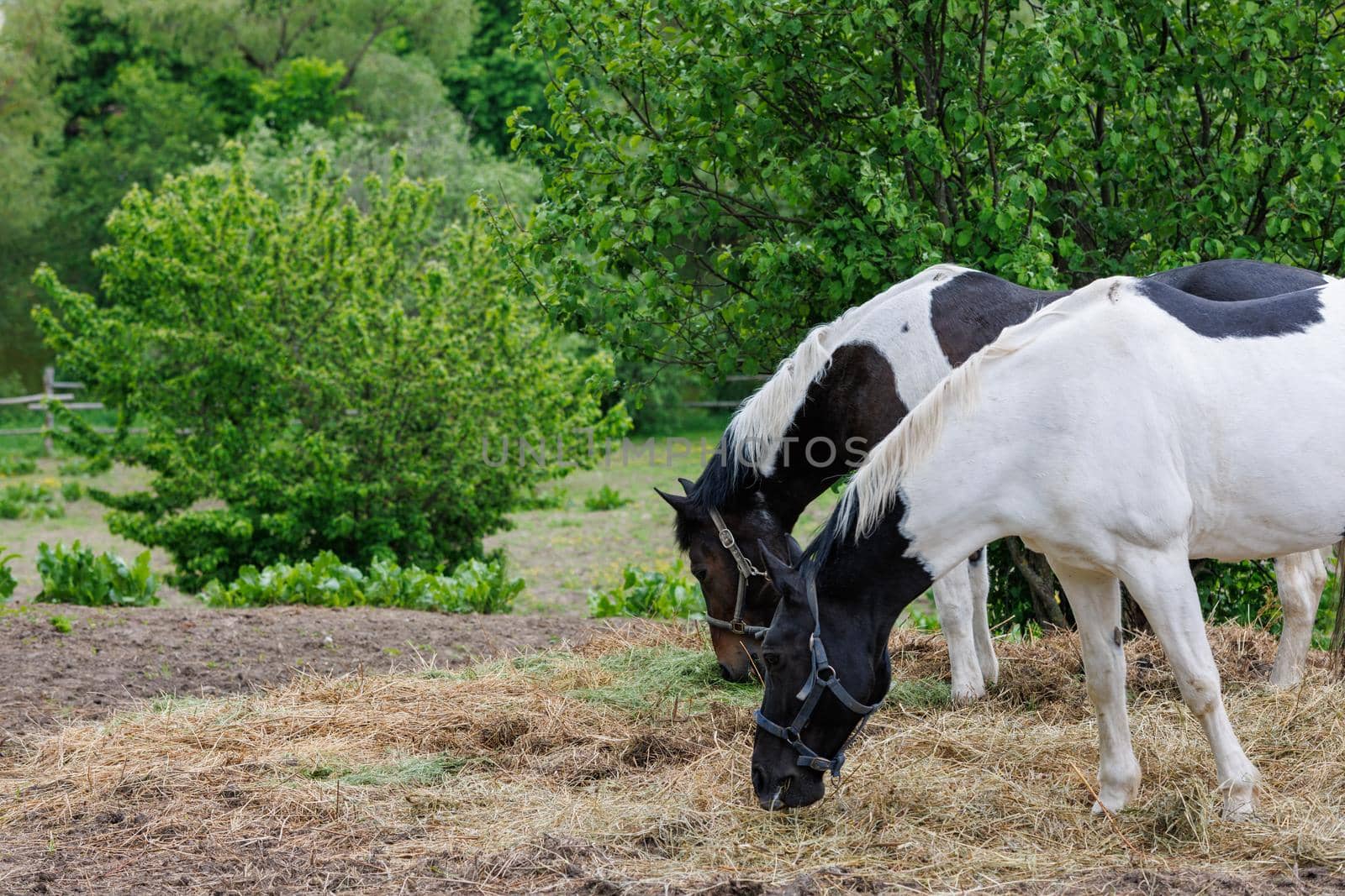 two horses in a paddock eat hay from the ground, at summer day - closeup with selective focus by z1b