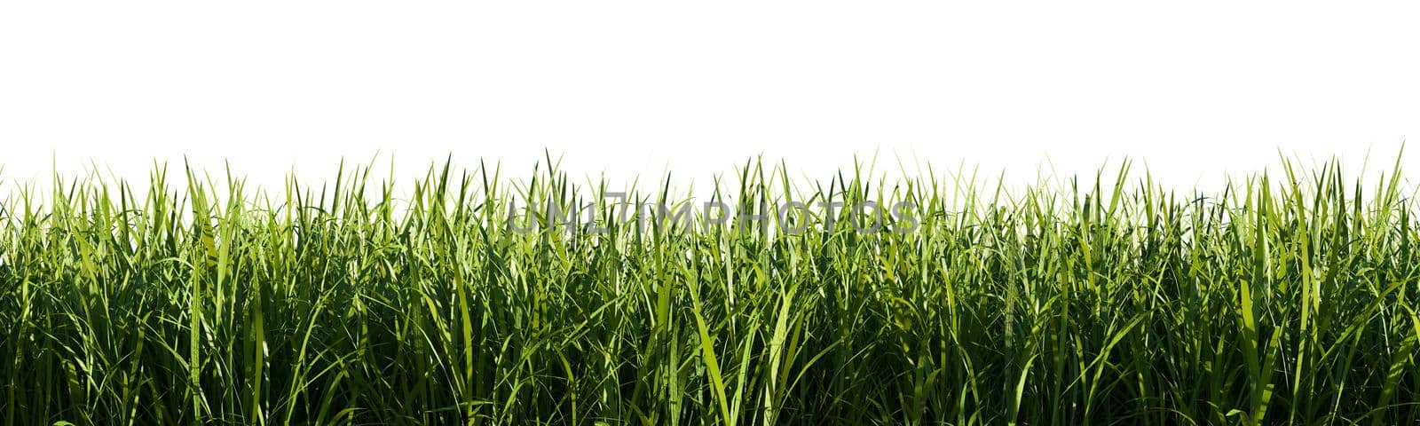Bright green grass border isolated on white background, 3d rendering illustration.
