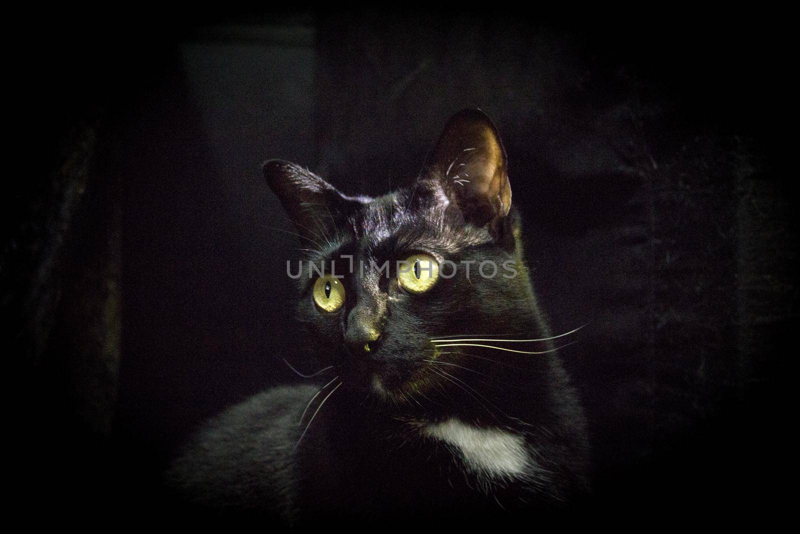 Portrait of black cat with greenish eyes. No people