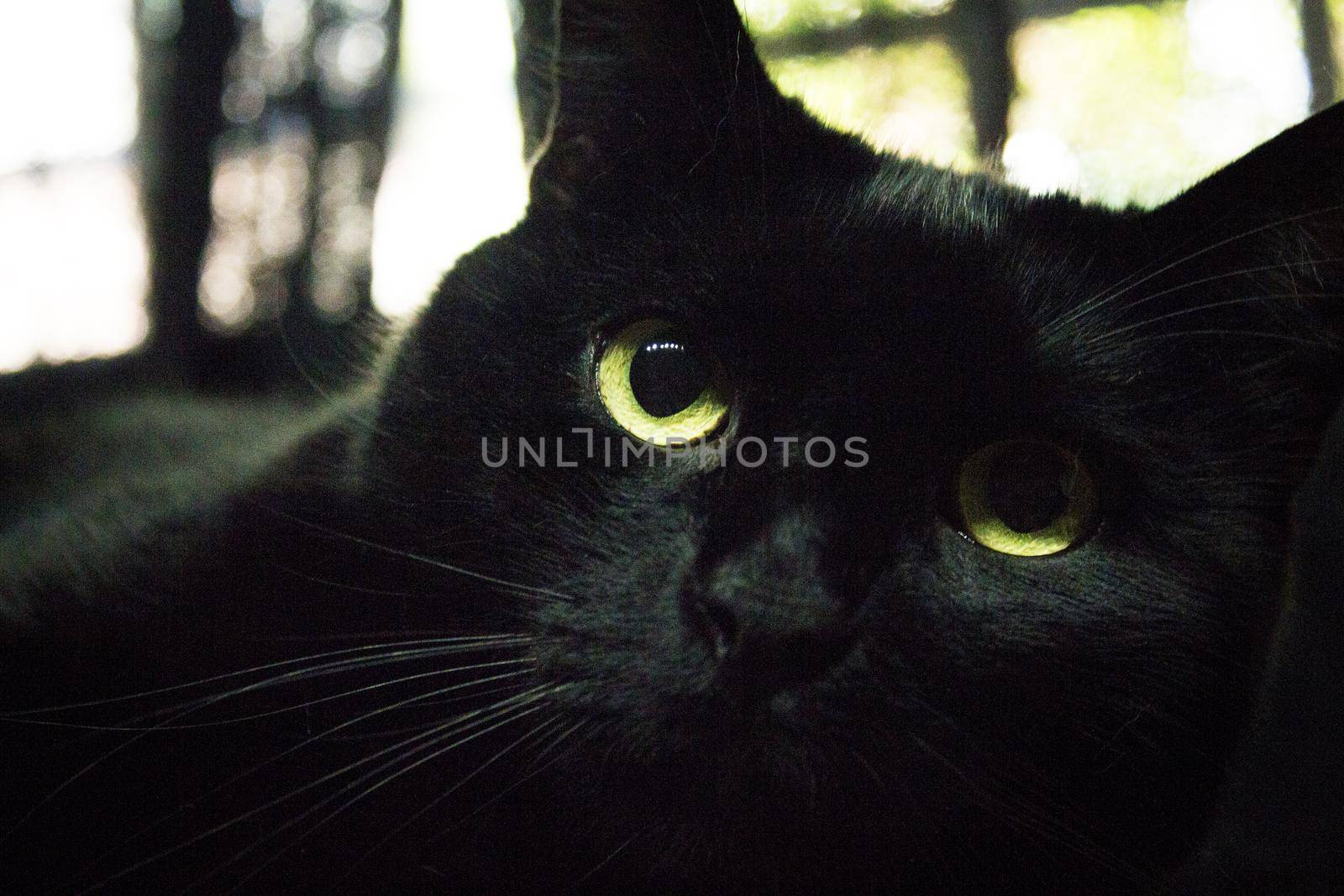 Portrait of black cat with greenish eyes. No people