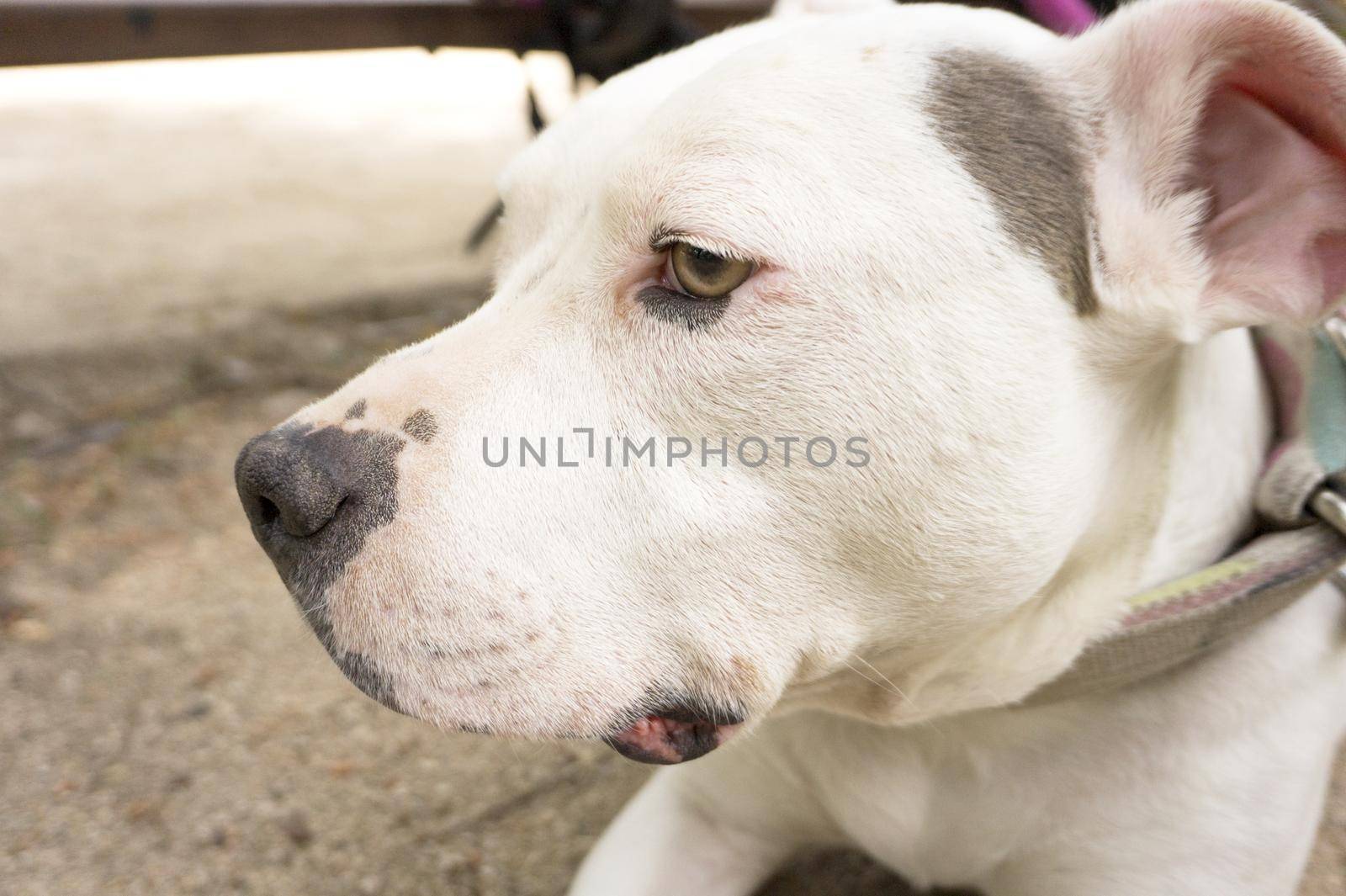 Portrait of american standfford dog of white color by GemaIbarra