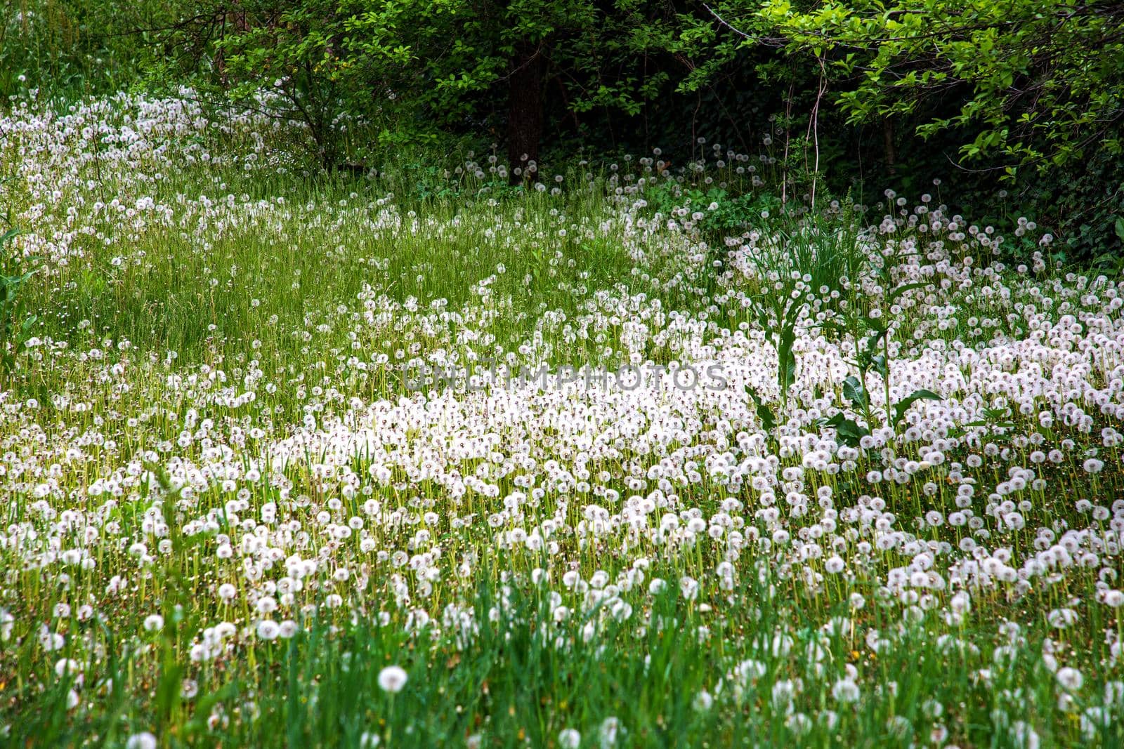 Field with white blooming dandelion flowers.