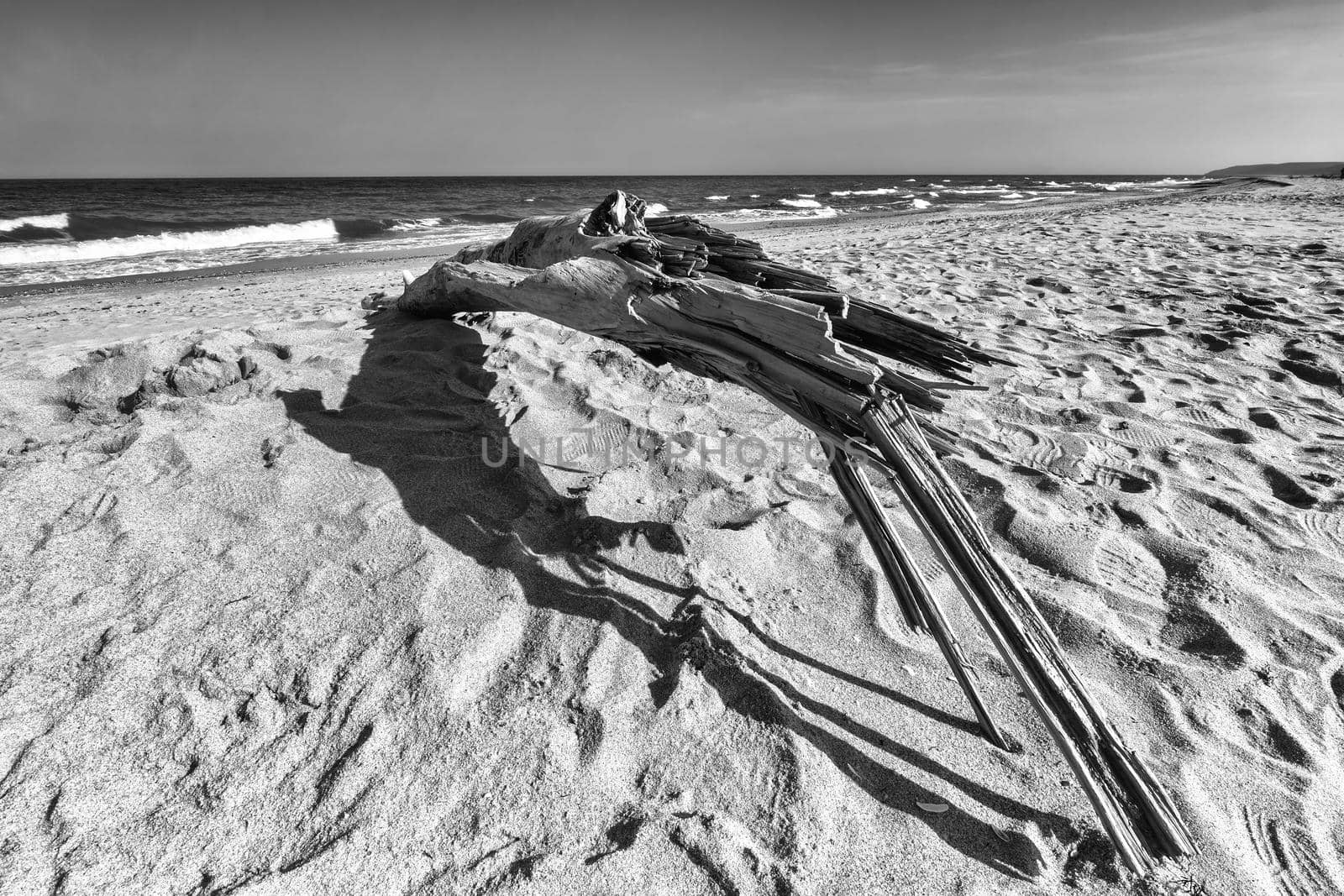 Old wood on the beach. Black and white