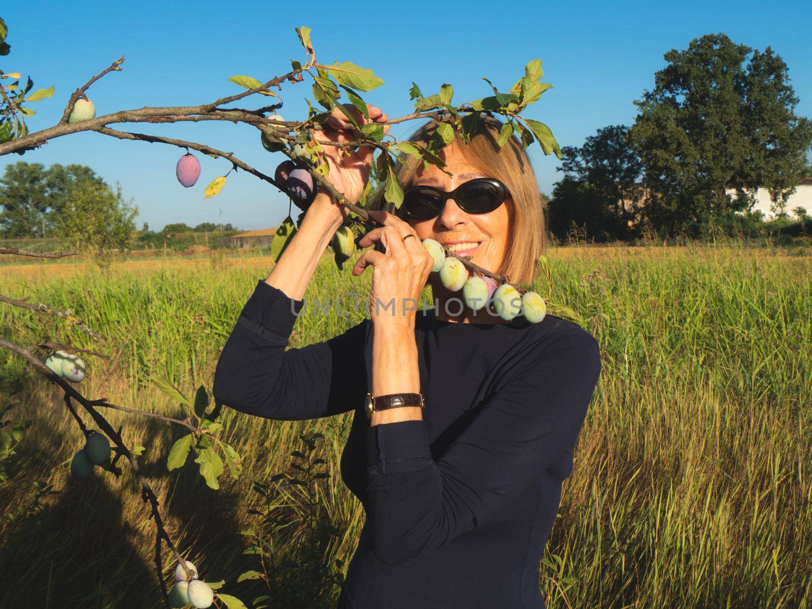 elegant lady picking plums and peaches in a farm during summer