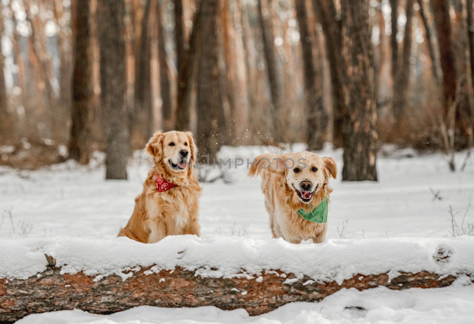 Golden retriever dog walking in winter time in snow. Adorable purebred doggy pet labrador in cold weather at nature