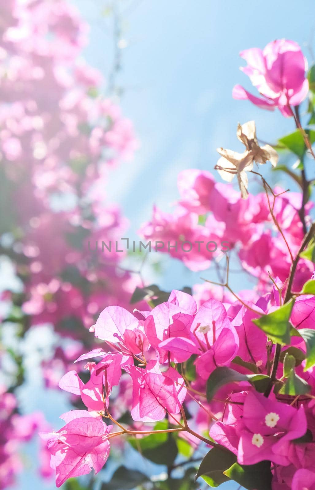 Pink flowers and blue sunny sky - floral background, spring holidays and womens day concept. Living life in bloom