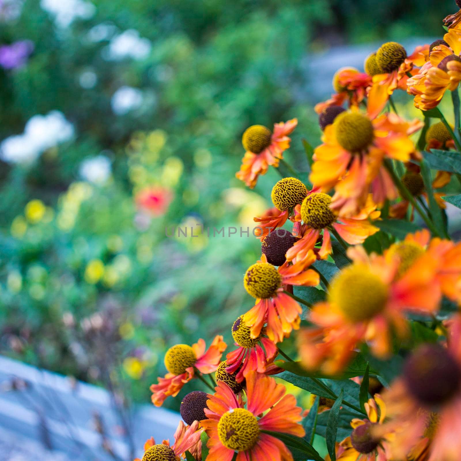 yellow daisy in garden at sunday by kajasja