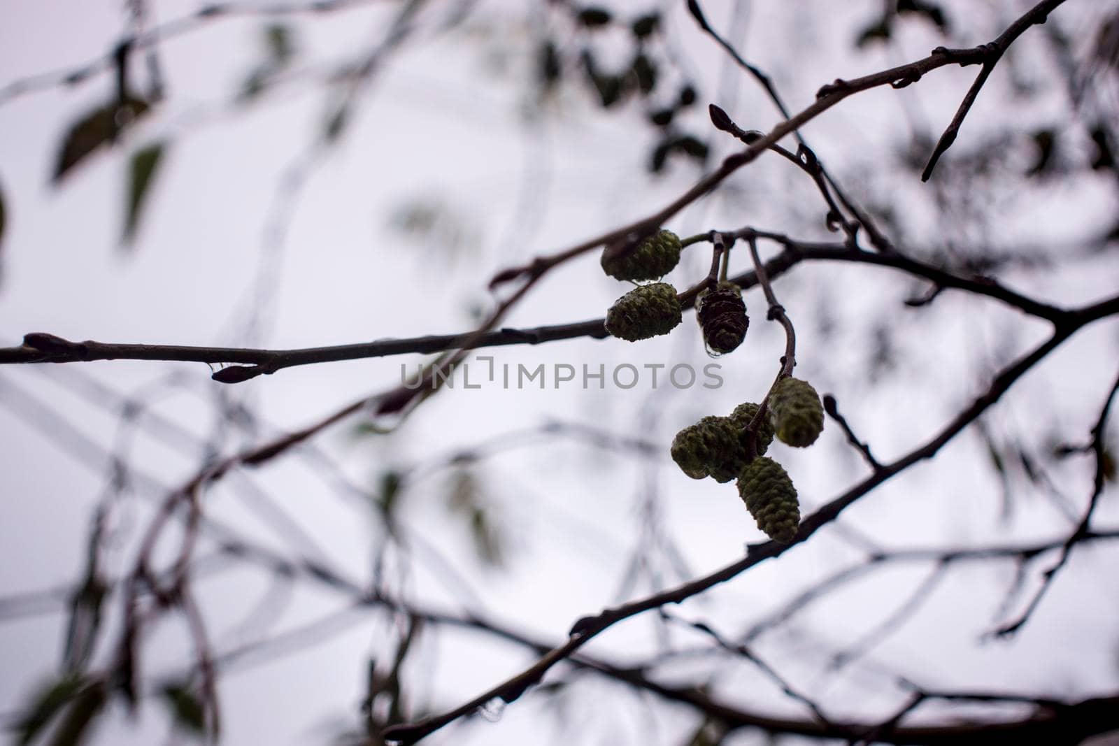 dramatic alder branches with cones and earrings on the background of the autumn sky