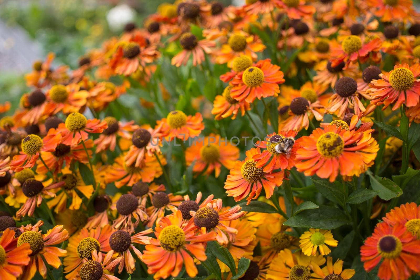 yellow daisy in garden at sunday. bush rudbeckia or black eyed Susan on flowerbed. High quality photo